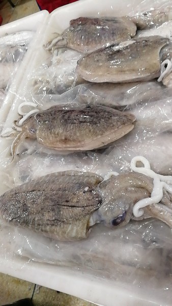 东海大墨鱼2.jpg